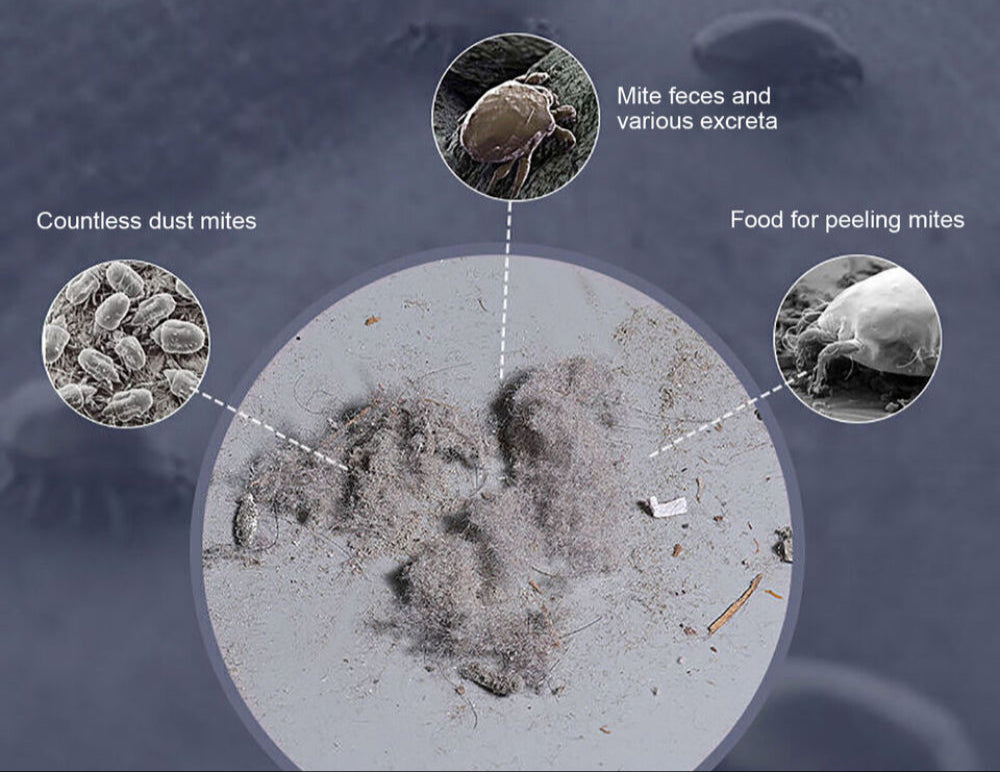 Dust Mite Allergy Mattress Handheld Vacuum I HEPA Filter I Cordless I Strong Suction I Dust Mite Allergy Solutions Australia - Dust mite vacuum, best vacuum for dust mites, anti dust mite vacuum, dust mite allergy vacuum, HEPA vacuum for dust mites, dust mite cleaning vacuum, UV vacuum cleaner dust mites, vacuum with dust mite removal, dust mite suction vacuum, vacuum cleaner for mite removal, hypoallergenic dust mite vacuum, home vacuum for dust mites, professional dust mite vacuum, dust mite vacuum