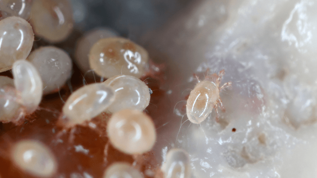 Dust Mites - Your Every Question Answered – Dust Mite Allergy ...