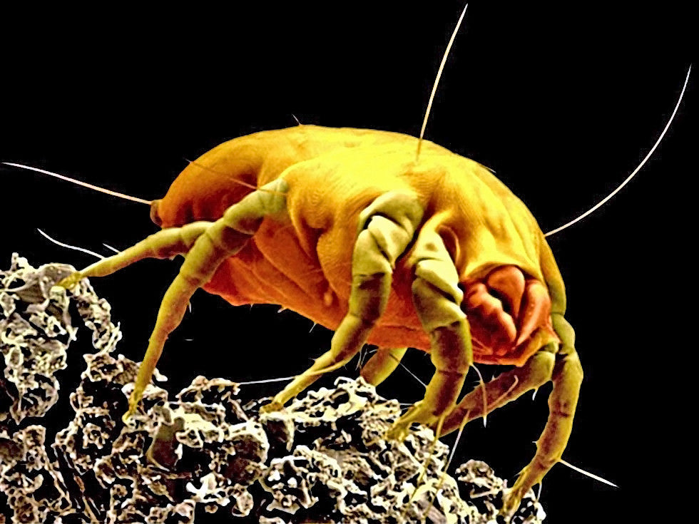 How can I kill dust mites