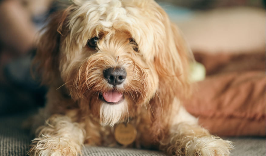 Dust mite allergies in dogs