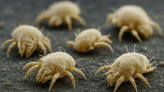 What Reduces Dust Mites Quickly? Evidence-Based Methods