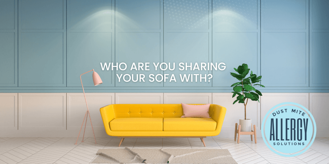 How to get rid of dust mites in your sofa