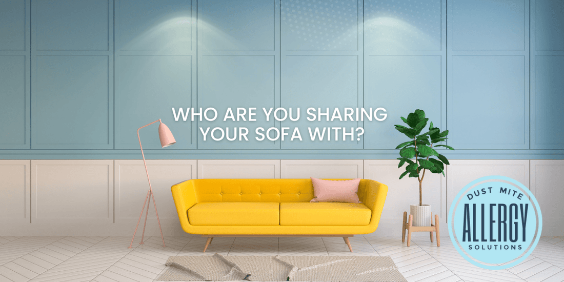 How to get rid of dust mites in your sofa