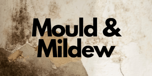 Mould & Mildew Solutions for Australian Homes | Dehumidifiers, HEPA ...