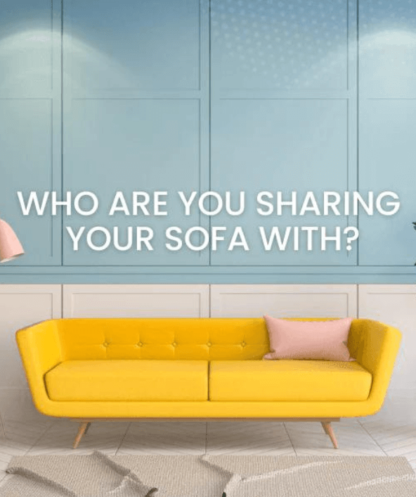 How to eliminate dust mites Dust Mite Allergy Solutions