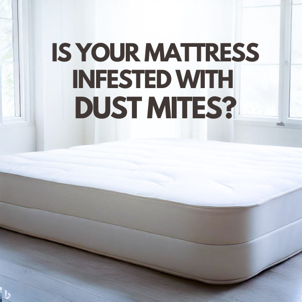 How to get rid of dust mites in your mattress - Dust Mite Allergy Solutions