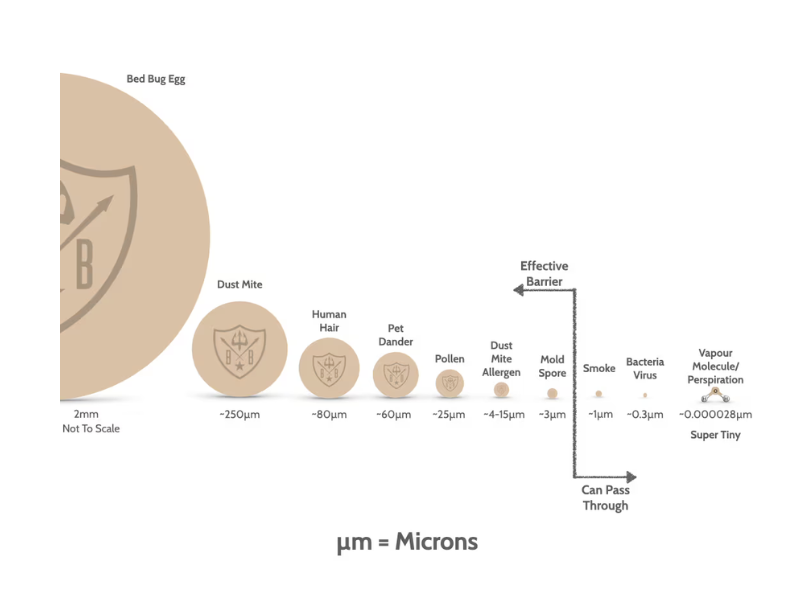 Diagram showing the size of bed bug eggs and other particles in microns with a scale.